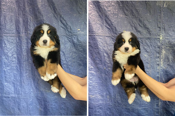 Sale Bernese Mountain Dog Puppies 