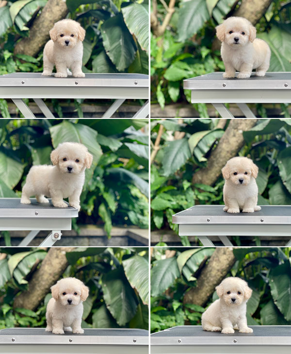 For Sale Puppy Tiny Male Female Apricot Poodle