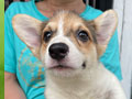 Tricolor Female Corgi Harga Rp.2 Juta 