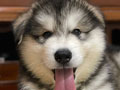 Alaskan Malamute Puppy