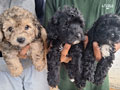 Jual Anakan Poodle
