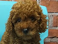 Jual Tiny Toy Poodle