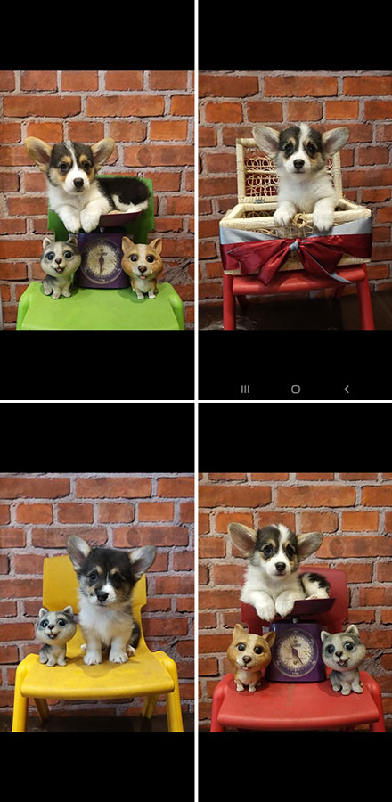 Jual Mini Corgi