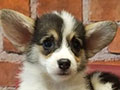 Jual Mini Corgi