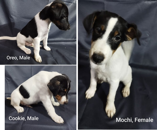 Jual Anakan Smooth Fox Terrier
