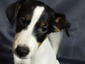 Jual Anakan Smooth Fox Terrier
