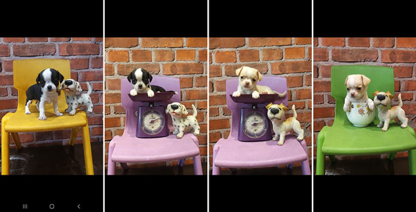 Teacup Chihuahua Longhair