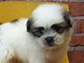 Jual Mini Shih Tzu