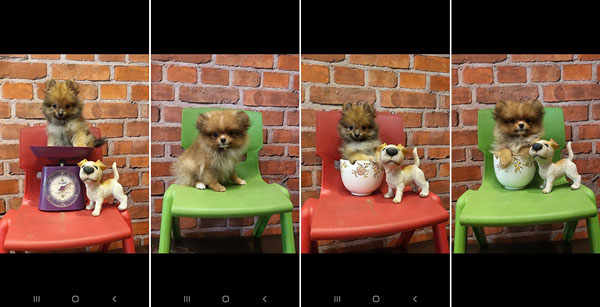 Jual Mini Pomeranian Puppy