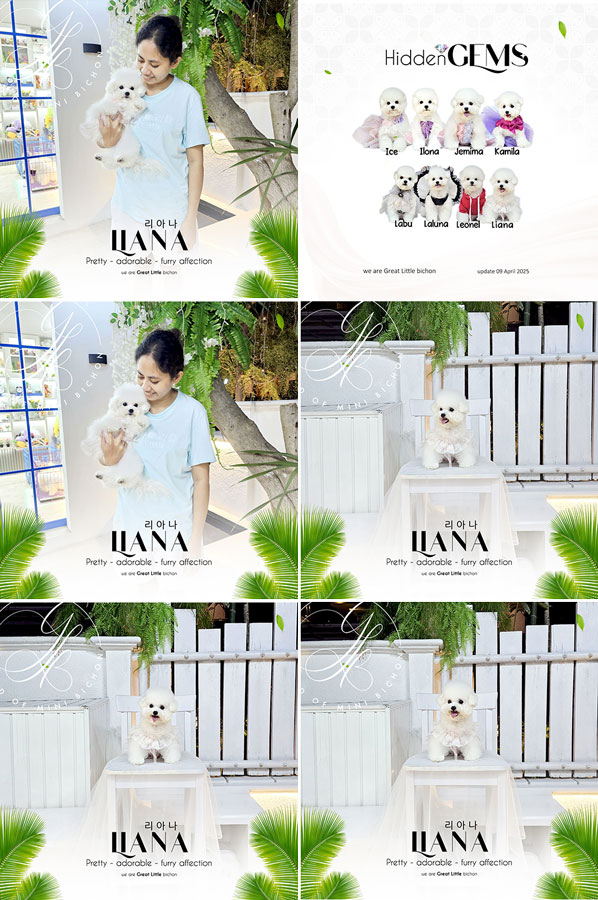 Speciality of Mini Korean Line Pretty Dolly Face Bichon - Liana