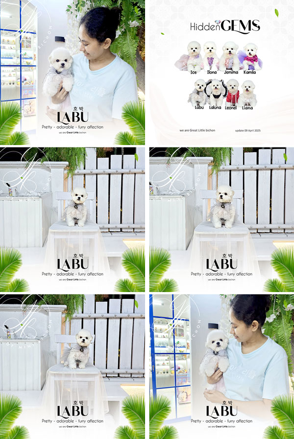 Speciality of Mini Korean Line Pretty Dolly Face Bichon - Labu