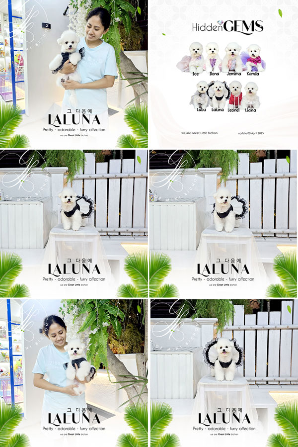 Speciality of Mini Korean Line Pretty Dolly Face Bichon - Laluna
