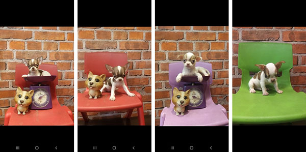 Jual Chihuahua Tea Cup
