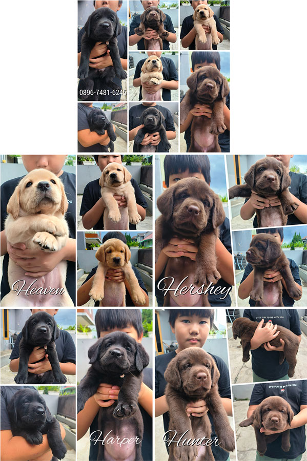 Super Labrador Istimewa Jantan Betina