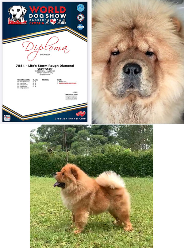 Chow Chow From Serbia