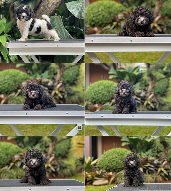 For Sale Puppy Tiny Parti Silver Toy Poodle