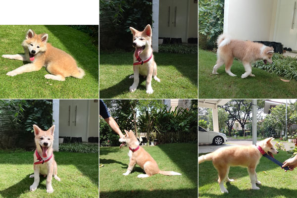 Jual Anakan Akita Inu