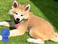 Jual Anakan Akita Inu