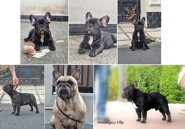 Puppy French Bulldog