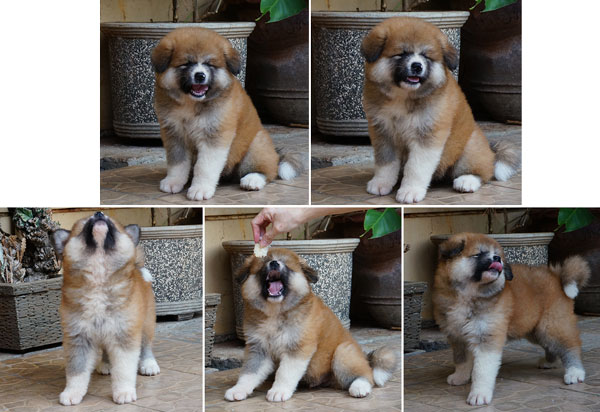 Akita Inu Kualitas Terbaik
