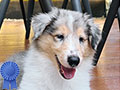 Dijual Anjing Langka & Pure Blood Rough Collie