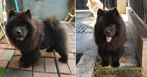 Jual Chow Chow Black Betina