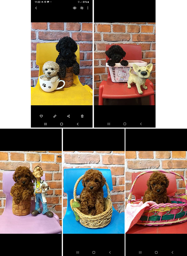 Tiny Toy Poodle