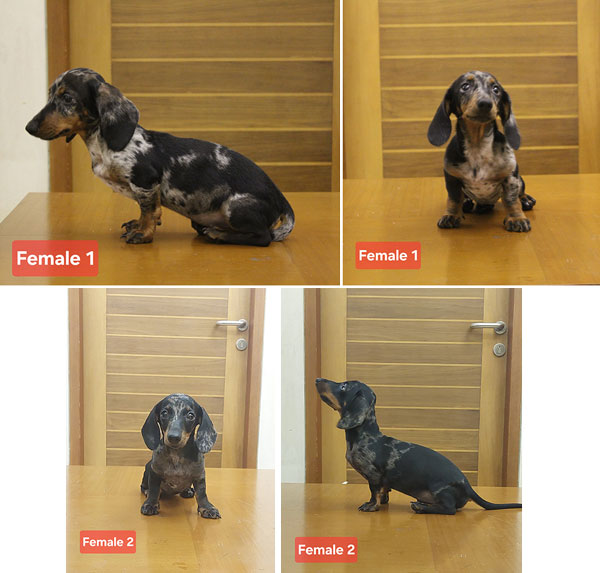 Mini Dachshund Puppies