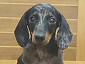 Mini Dachshund Puppies