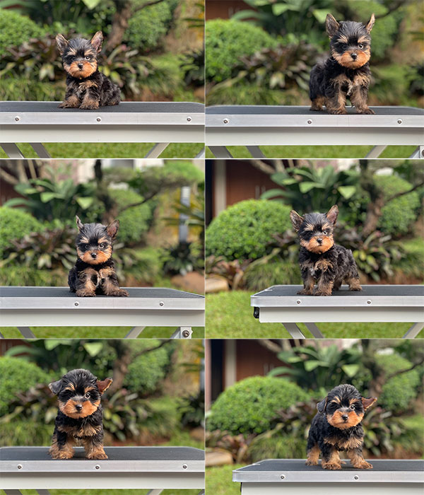 For Sale Puppy Male Super Mini Yorkshire Terrier