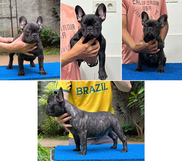 Jual Anakan French Bulldog Good Quality