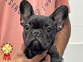 Jual Anakan French Bulldog Good Quality