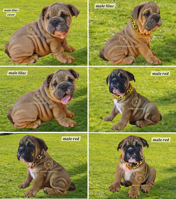 High Quality English Bulldog Puppies