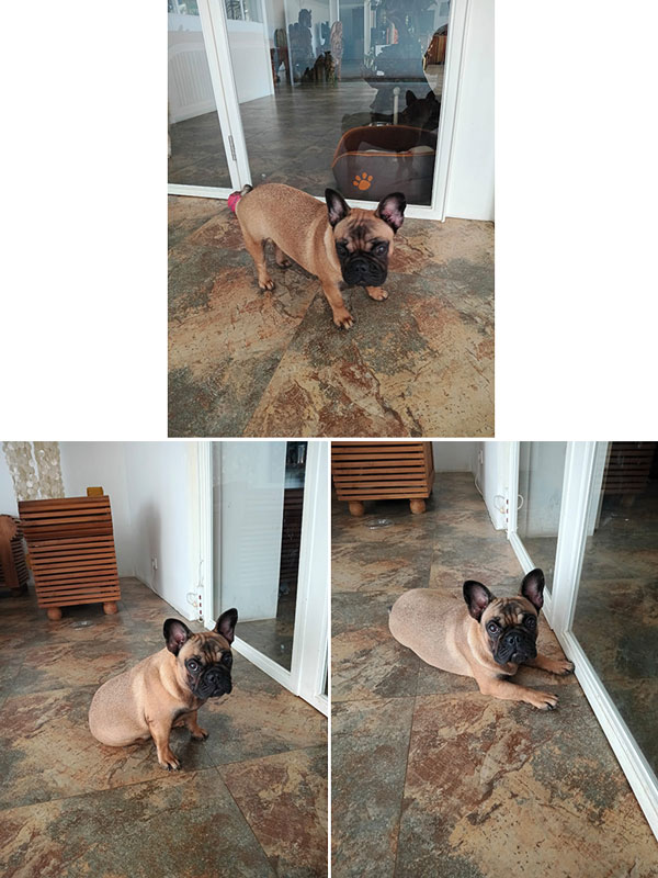 Dijual French Bulldog Betina