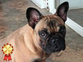 Dijual French Bulldog Betina