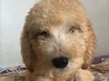 Jual Standard Poodle 