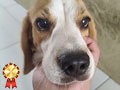 Dijual Anjing Beagle Tricolor