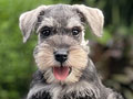 For Sale Puppy Male Miniture Schnauzer