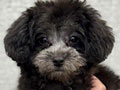Tiny Silver Poodle Very Good Quality