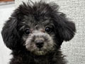 Tiny Silver Poodle Very Good Quality