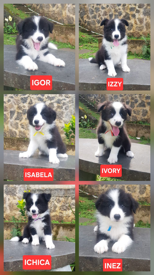 Dijual Anakan Anjing Border Collie