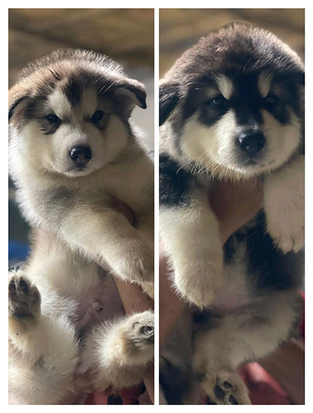 Jual Puppies Alaskan Malamute Jantan Betina