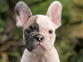For Sale Puppy Male Female French Bulldog