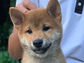 Shiba Inu Show Prospek