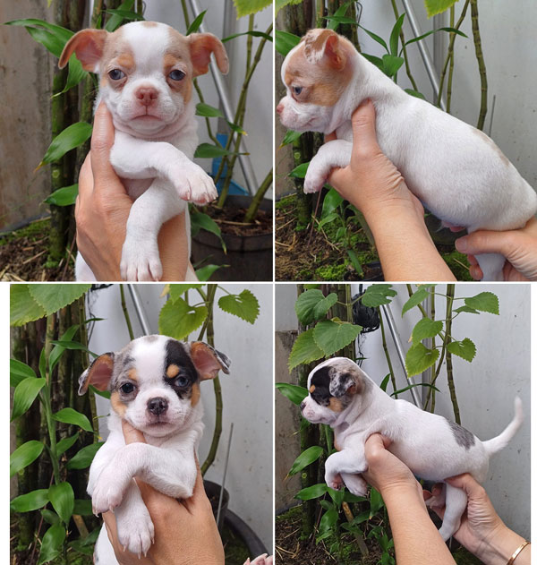 Dijual Puppies Chihuahua Merle Short Hair