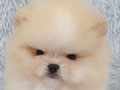 Jual 2 Pomeranian Jantan