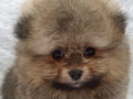 Jual 3 Pomeranian Jantan