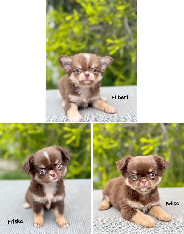 Dijual Chihuahua Long Coat Anak Import Thailand