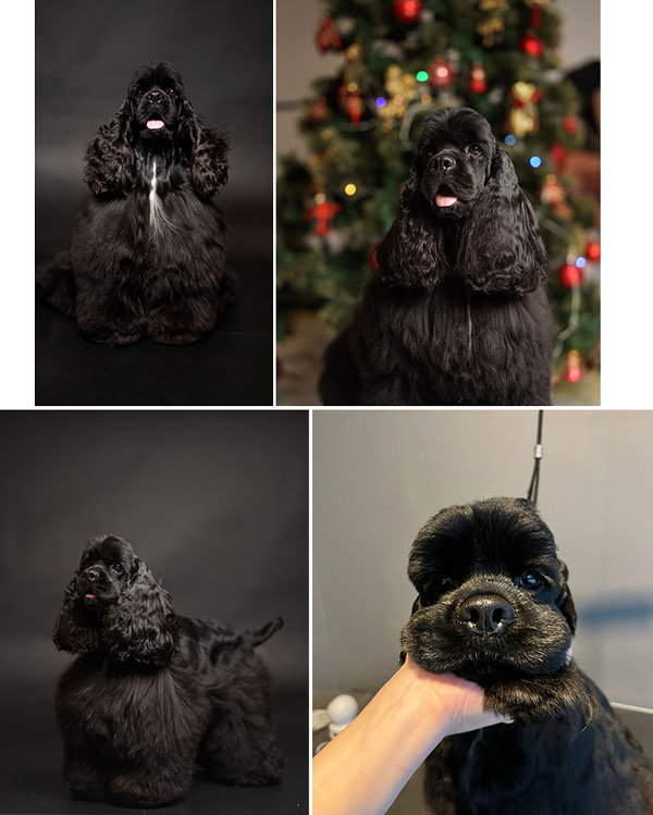 For Sale American Cocker Spaniel Indonesian Champion