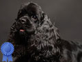 For Sale American Cocker Spaniel Indonesian Champion
